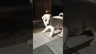 #puppies