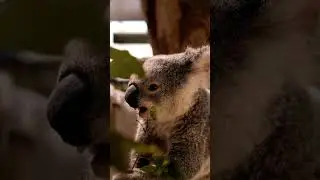 Koala Eats Leaves
