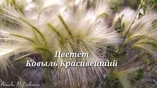 Цветёт Ковыль Красивейший.  