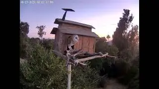 #OwletMin Stepping Out.  Owl Box OSC - 6/27/23 - 8 :22 pm