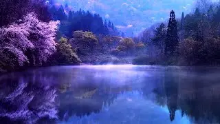 Beautiful Nature | Free Footage - Videos for content creators