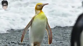 Rare Yellow Penguin Discovered [2021]