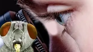 Normal things will shock you under the microscope