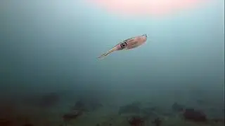 Poseidon Dive Center Diving in Taganga