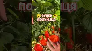 😳 Оце так Полуниця. Сорти на мільйон #вирощування #полуниця #fruit