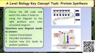 A Level Biology:  Polypeptide synthesis