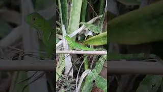 Filhote de iguana 🦎 
