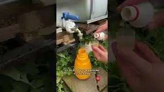 Вредители в теплице покушаются на урожай? Я знаю как это исправить!