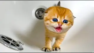 Kittens meows loudly before the first bath