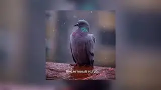 Saveech - фиолетовый голубь