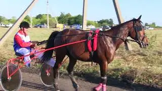 Русские скачки на лошадях лучших пород в селе Бигильдино