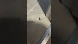 Well look who we have here... #shorts #spider