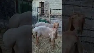Баранчики АРАШАНЫ на продажу тел. 89064759218
