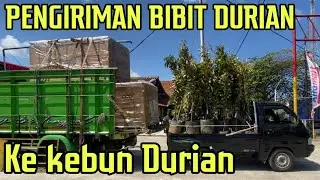SIAP DI TANAM DI KEBUN DURIAN KOTABARU KALIMANTAN SELATAN.