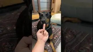 Do dogs really hate middle fingers?
