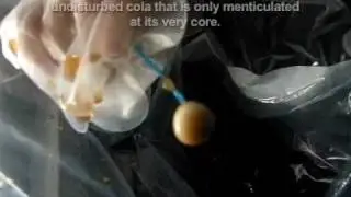 Diet Coke & Mentos in Zero G at 300 fps