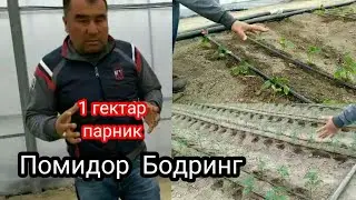 БОДРИНГ ПОМИДОР ПАРНИКДАН КАНЧА ДАРОМАТ ОЛИШ МУМКИН