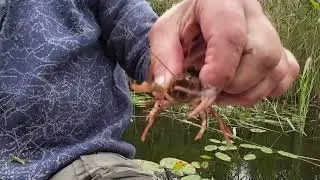 Vežys ežere