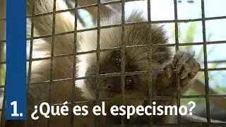 ¿Qué es el especismo?