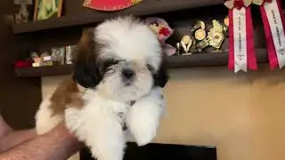 Малышка  ши тцу, темперамент огонь, можно спросить 89144473202 watsapp