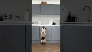 Pizza heist: cats edition! 🐱🍕😂 