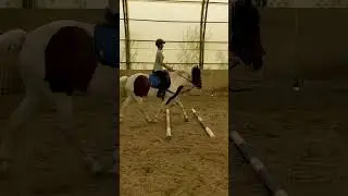 Тренировка Алена и Лунтик  Две жерди, кавалетти 2ч
