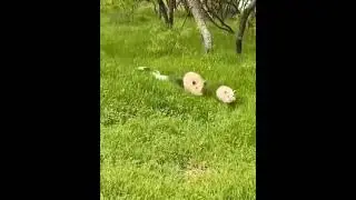 Бежим 😂