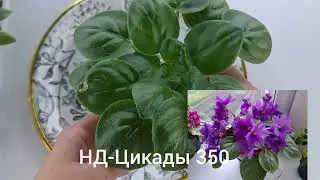 Онлайн продажа фиалок из Новокузнецка за 18.07. ватсапп +79089505440