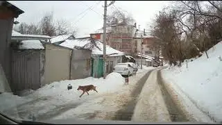Спасение кота от собак