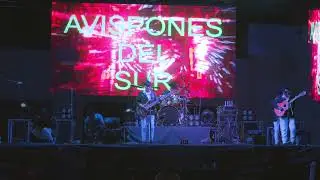 Abispones del Sur en vivo 2024