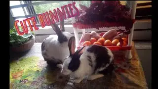 Bird and bunnies🕊🐇🐇#written_fun  #subscribe_please