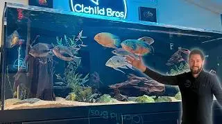Big Changes for All of My Aquariums (Huge Upgrades in the Fish Room!)