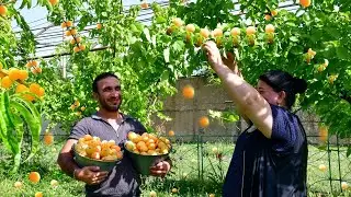 Harvesting Lots of Apricots and Keeping Apricot Juice for Winter! Village Life