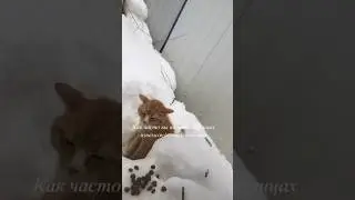 Читайте рассказ обо мне в комментах, ниже 👇 и Присоединяйтесь к нам. 