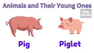 Animals and their babies | Animals and young ones | Animals and babies | Baby animals