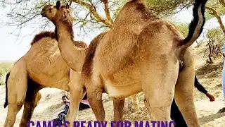 Camel Mating|Camel ready for mating|Camel mating checking|تزاوج الجمال