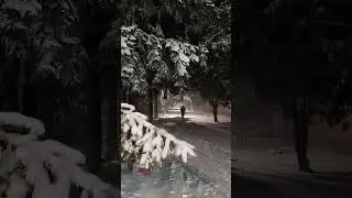 Снігопад Лубни. 26.11.23
