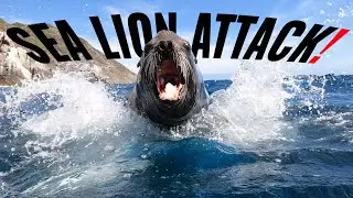 I Was ATTACKED By A GIANT Bull Sea Lion in The Ocean!