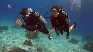 Дайвинг с дайв-клубом DVdiver