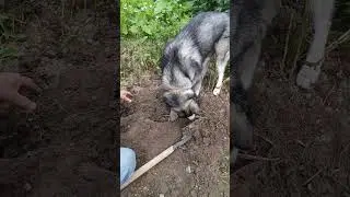 Агроном. Как хаски копает картошку.