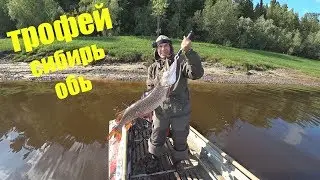 Трофейная щука /р ОБЬ / Ханты-Мансийск