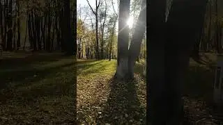На лужайках парка, где прыгают белки, в багрец и золото одетые деревья #путешествие в осень