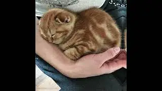 CAT OF THE DAY FANCAM 3