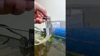 An aquarium filter that is too stable #aquarium #fish #aquariumfish