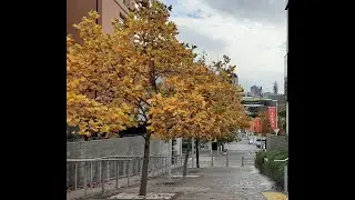 Places to visit in Auckland during the summer - Teaser video