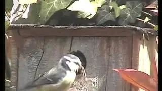 The cheeky Blue tits chicks make their very first appearance.