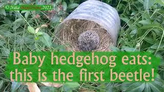 Нас 1000+,спасибо! КОЛЮЧИЙ СОСЕД. Видео нашего нового режиссёра #Nata #Bogdanova подпишитесь на неё!