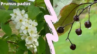 ARBRE A MUGUET