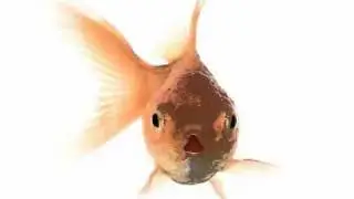 Talking Goldfish for iPhone and iPod