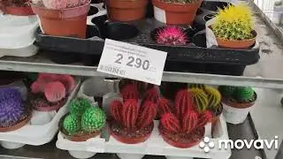 Мерлен Леруа в Алматы цветочное изобилие.